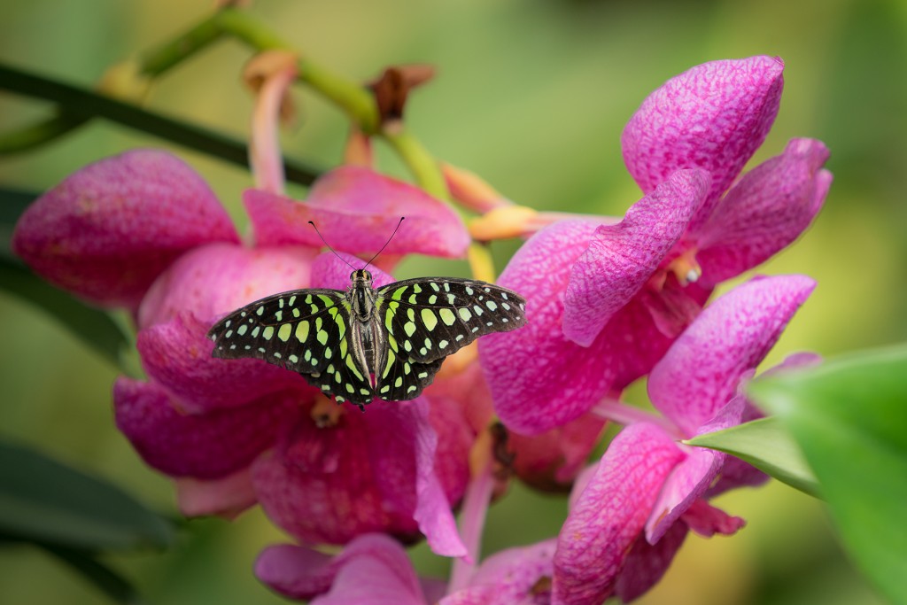 Sony_A7R_Butterfly