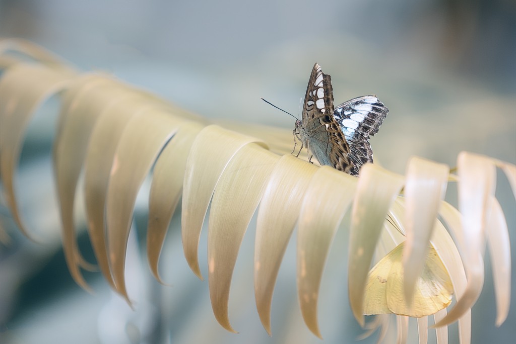 Sony_A7S_Butterfly